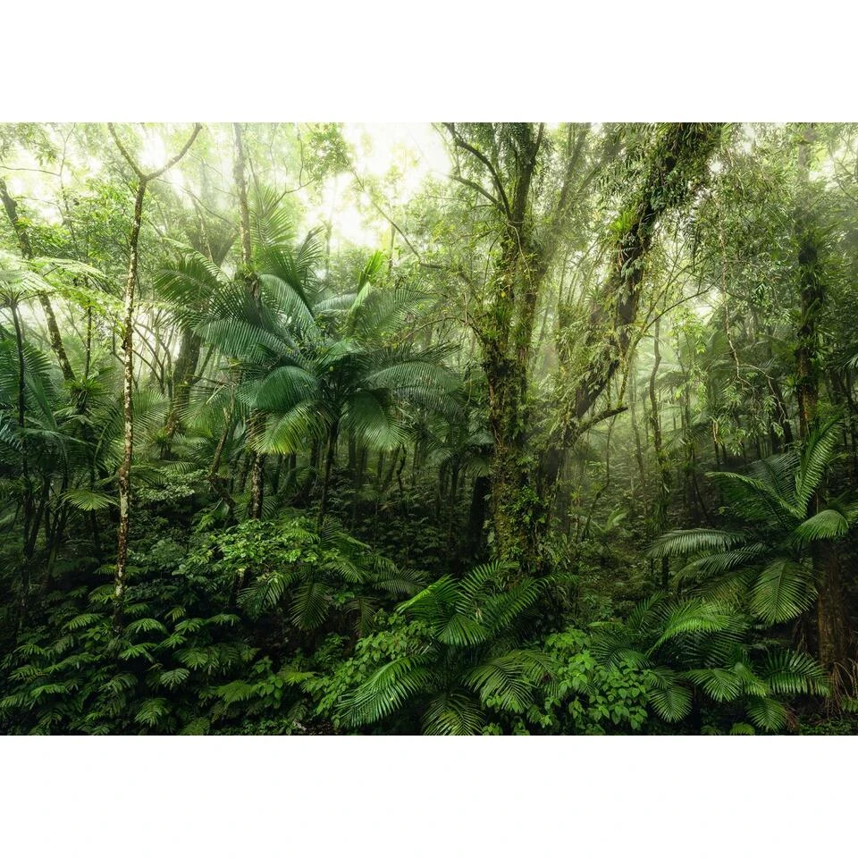 Komar Fotobehang - Mindfulness - Groen - 350 X 250 Cm - 611636 1 Komar Fotobehang - Mindfulness - Groen - 350 X 250 Cm - 611636