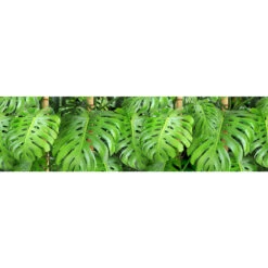 Sanders & Sanders Zelfklevende Behangrand - Tropische Jungle Bladeren