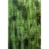 ESTAhome Fotobehang - Tropische Cactus - 1.86 X 2.79 M