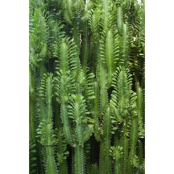 ESTAhome Fotobehang - Tropische Cactus - 1.86 X 2.79 M