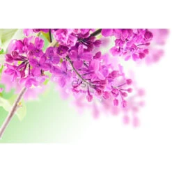 ESTAhome Fotobehang - Seringen - Roze - 418,5 Cm X 279 M