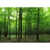 Sanders & Sanders Fotowand - Bosrijk Landschap - Groen - 360 X 254 Cm