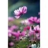 ESTAhome Fotobehang - Veldbloemen - Roze - 186 Cm X 279 M
