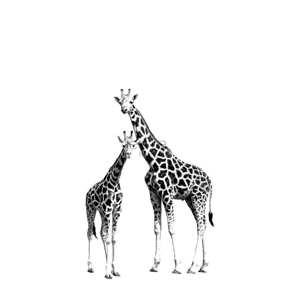 ESTAhome Fotobehang - Giraffen - Zwart En Wit - 139,5 Cm X 2,79 M