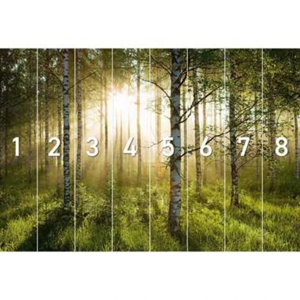 Fotobehang Zonnestralen In Berkenbos 260x384 Cm Groen - Afbeelding 3